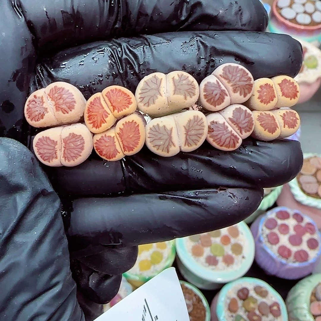 生石花满18包邮0104-4