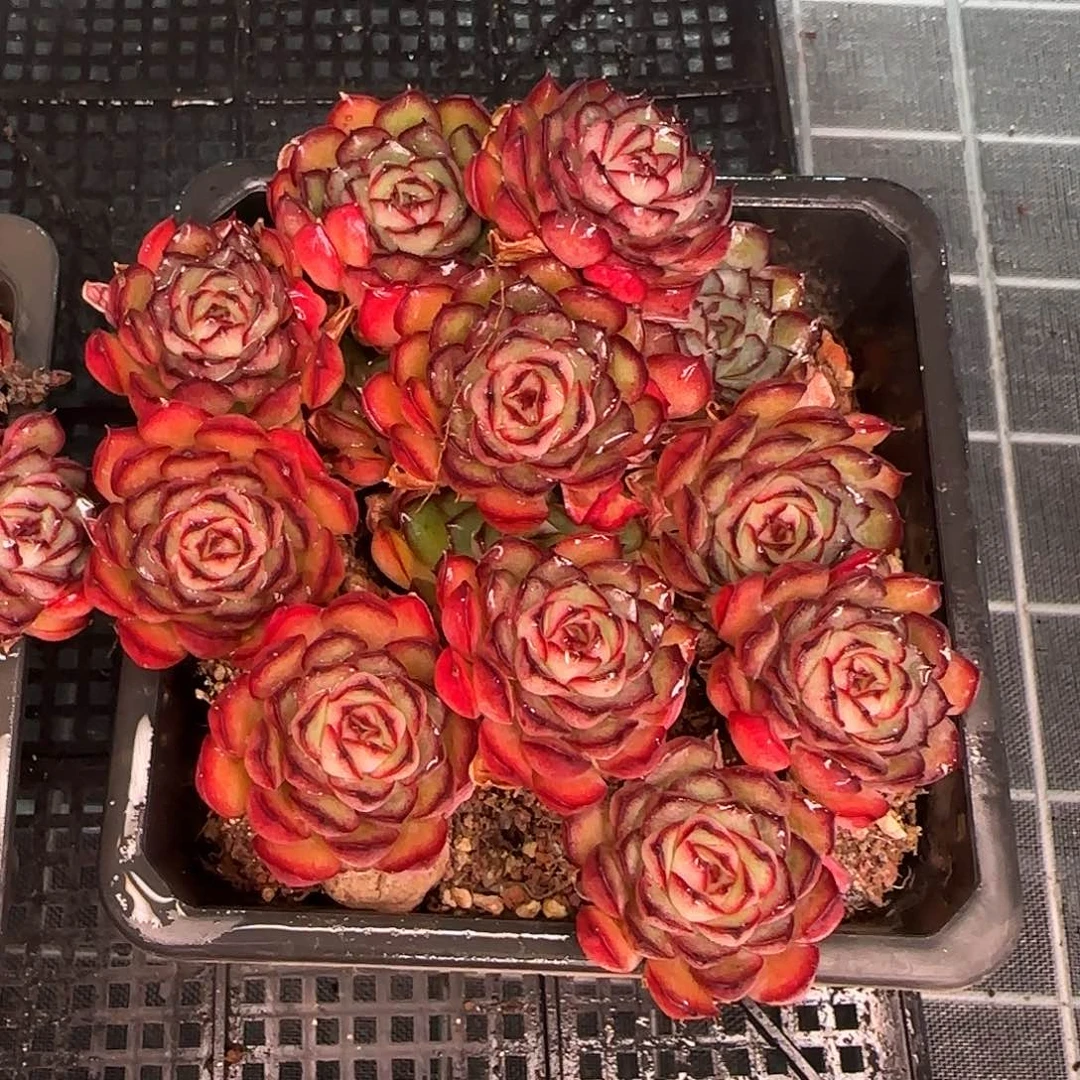 从前慢花园精选0116-萤火虫