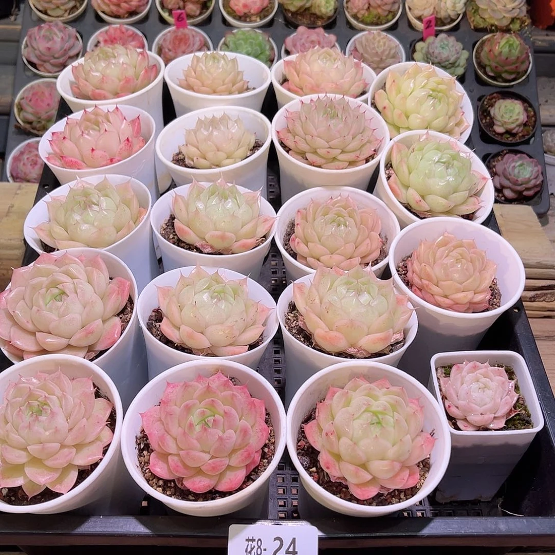 花利美8-24框拍19颗