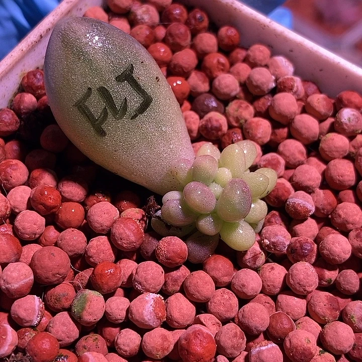 粉色恋人锦多肉植物