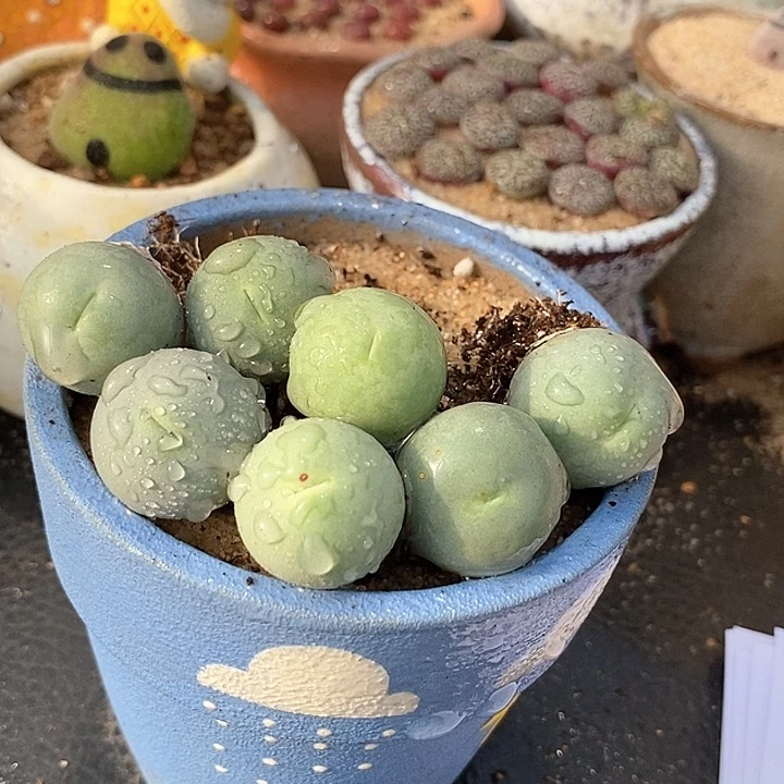 21562大鸽子蛋母本一颗