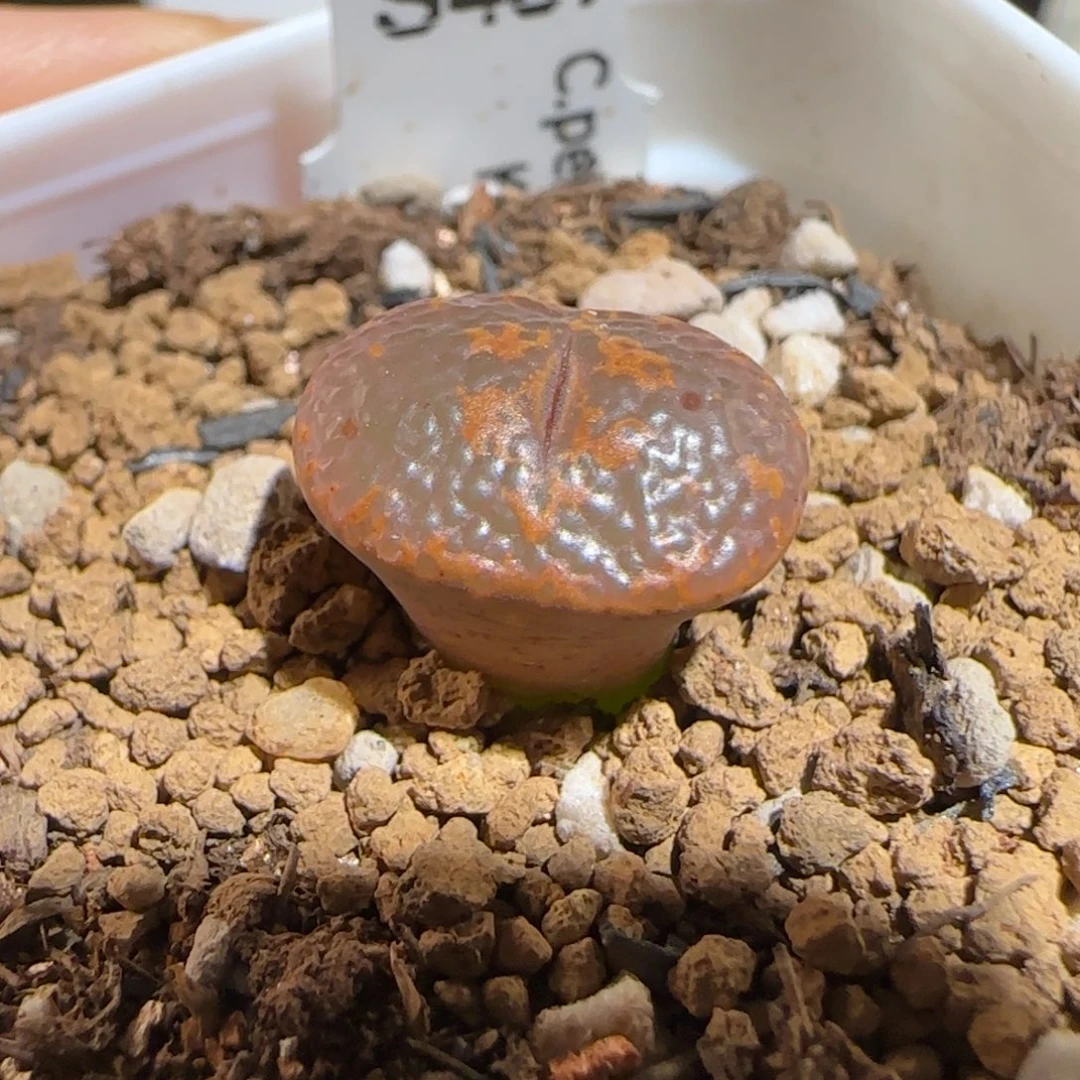 肉锥多肉植物组合-K勋1194