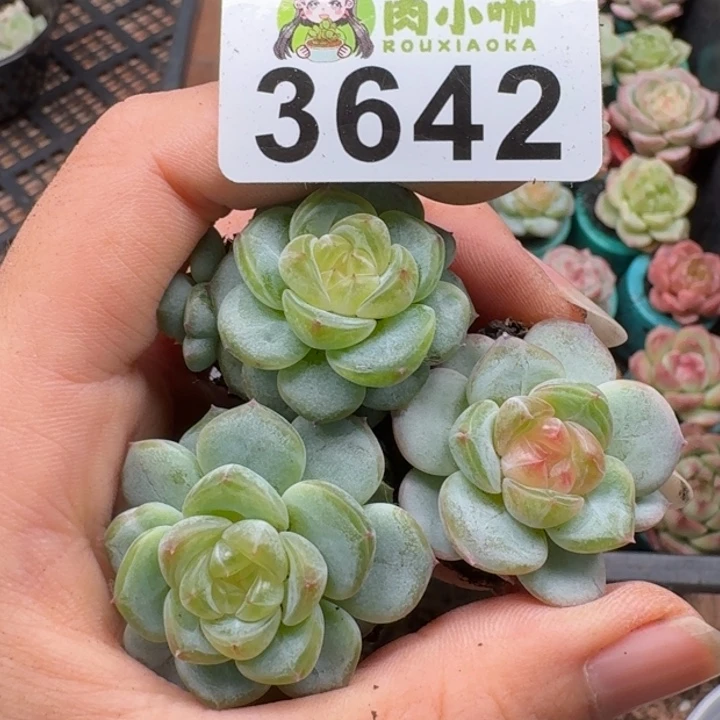 多肉植物多肉植物