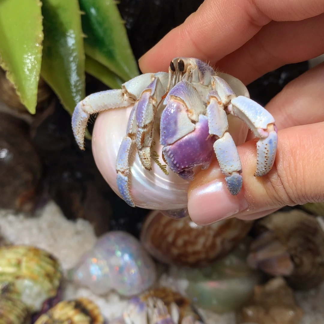 2.5 寄居蟹出售，不退不换5号