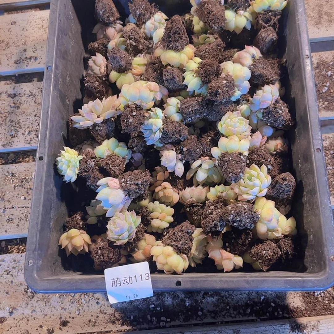 直播一物一拍多肉113