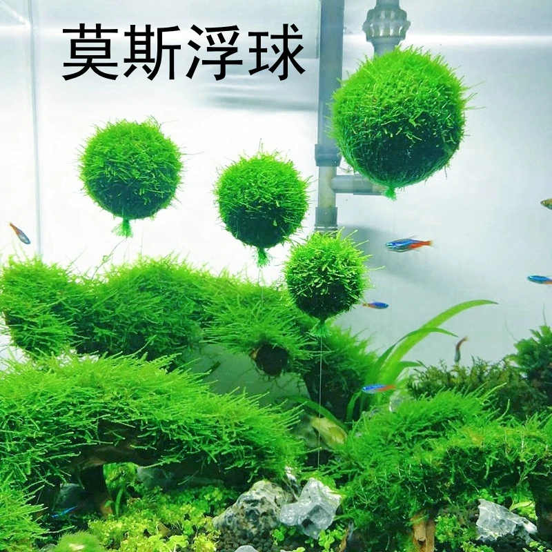 悬浮莫斯浮球懒人无需底砂绑好活体水草鱼缸造景打造意境观