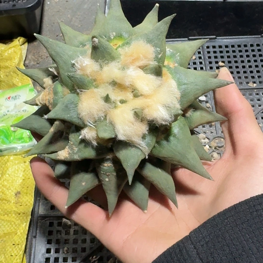 603号仙人球萝卜根