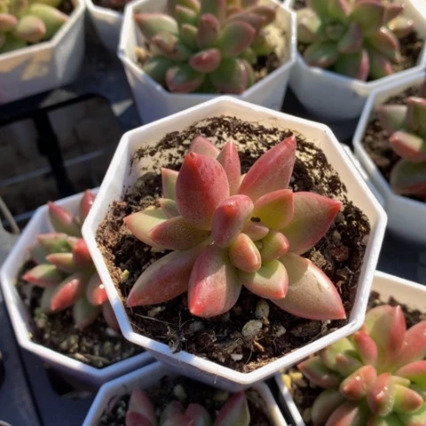 迷雾泡泡。