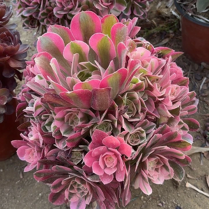 多肉植物法师香妃21