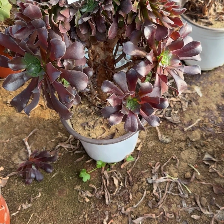 1920 清棚处理不包断枝