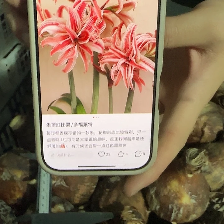 多幅来特进口球8.5公分