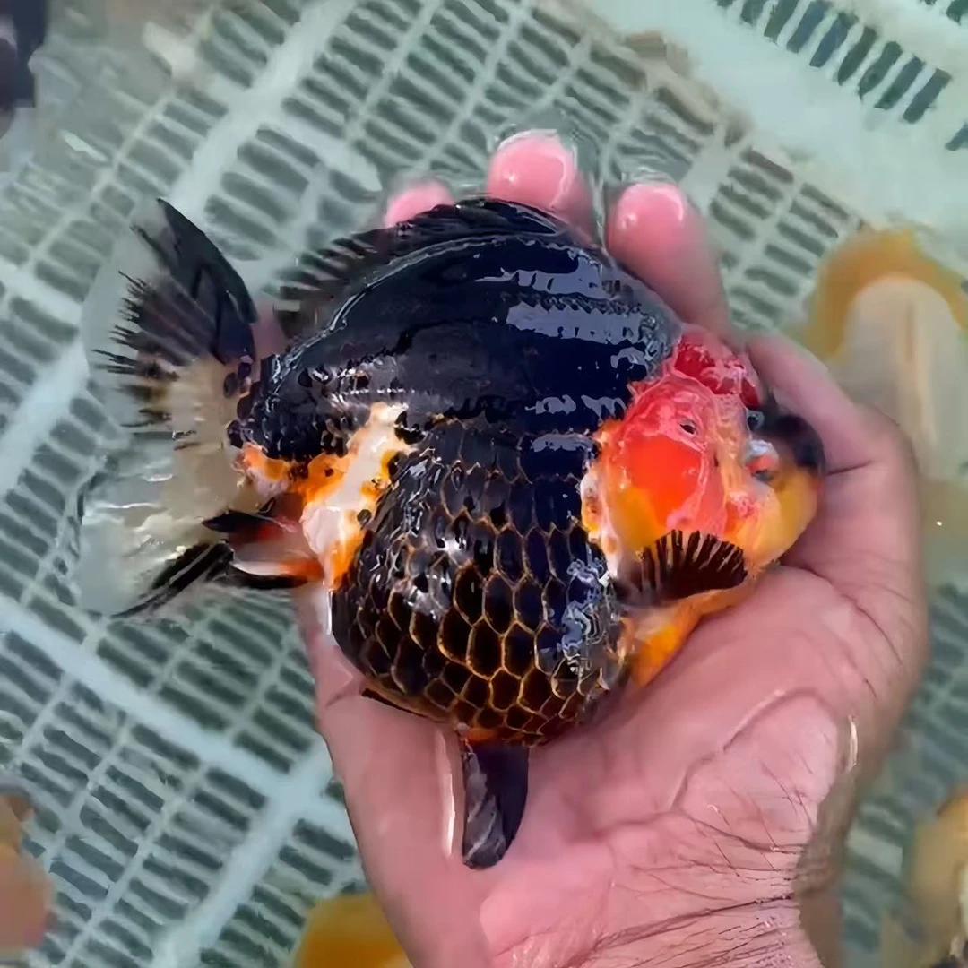 兰寿 将军狮 百褶裙 包活 私拍不发货养鱼小型饲养混养鲜活