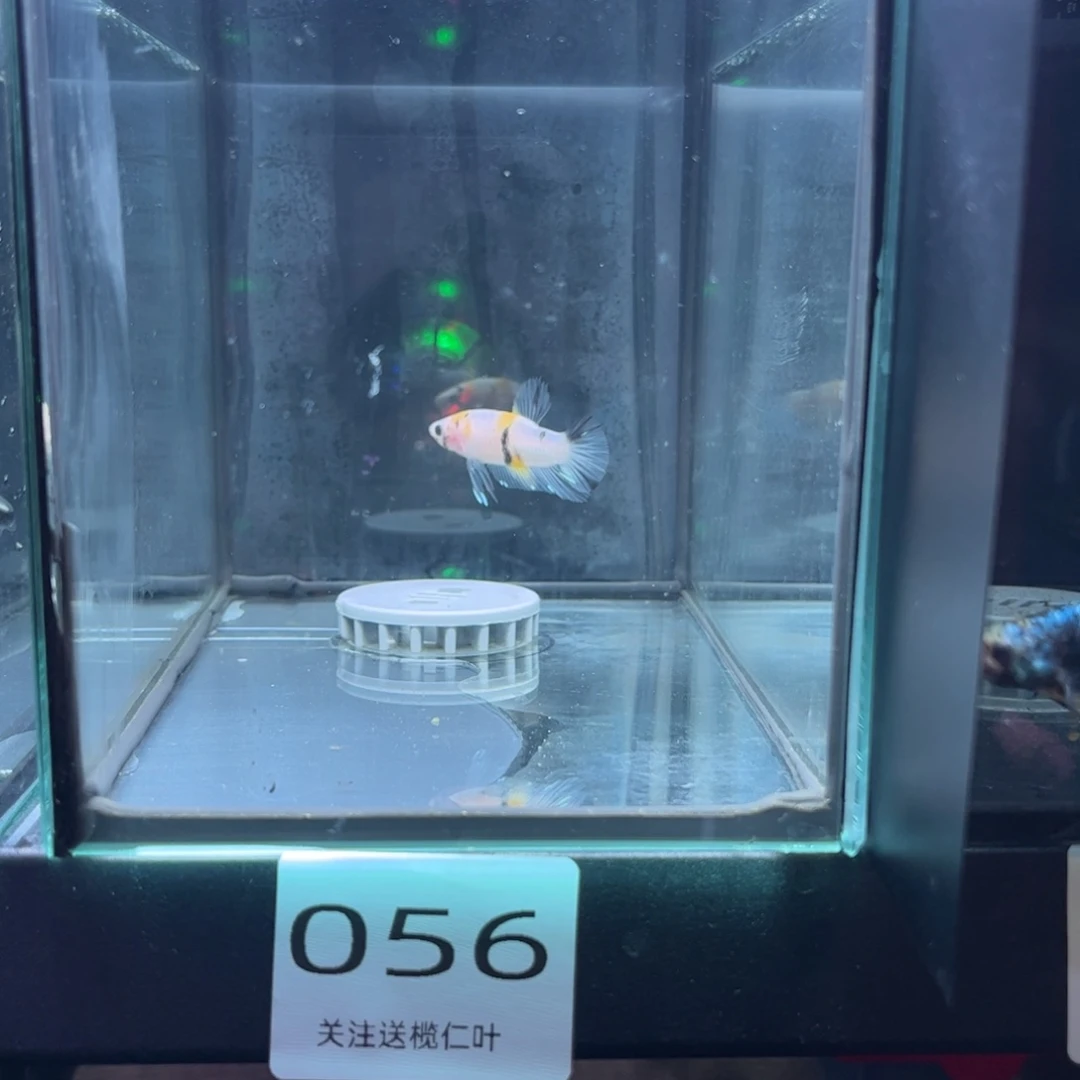 斗鱼泰国斗鱼将军斗鱼056