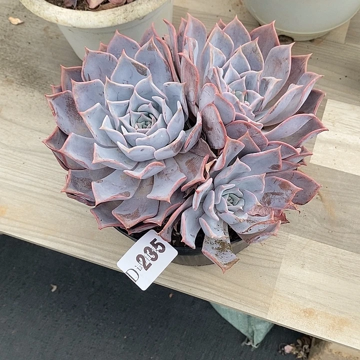 火***火235鲁西娜多肉植物