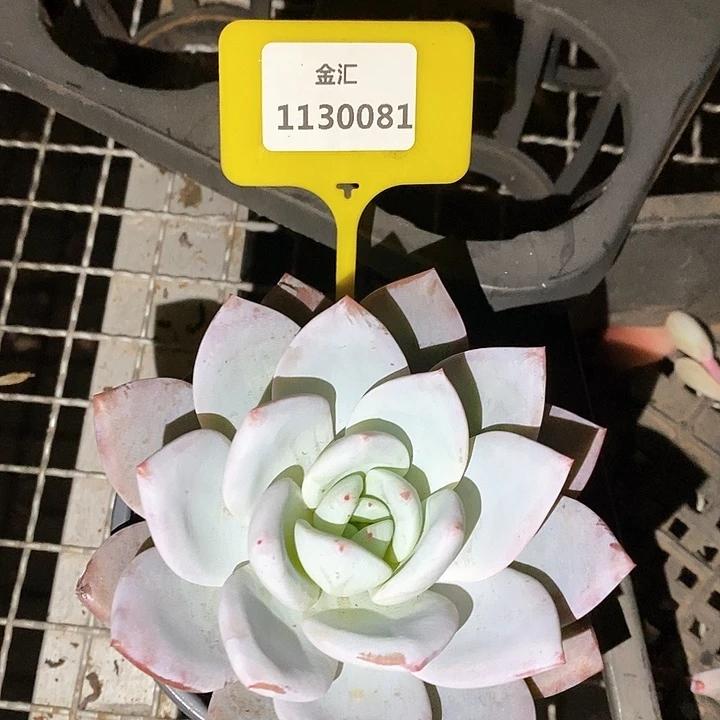 福利多多。1130081