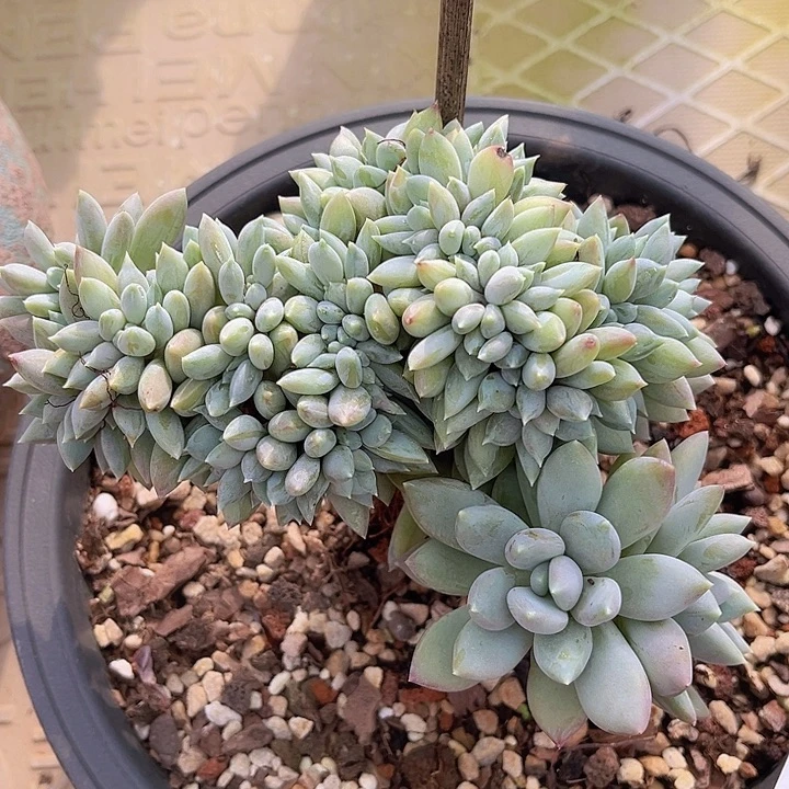 胖美人缀24156多肉植物