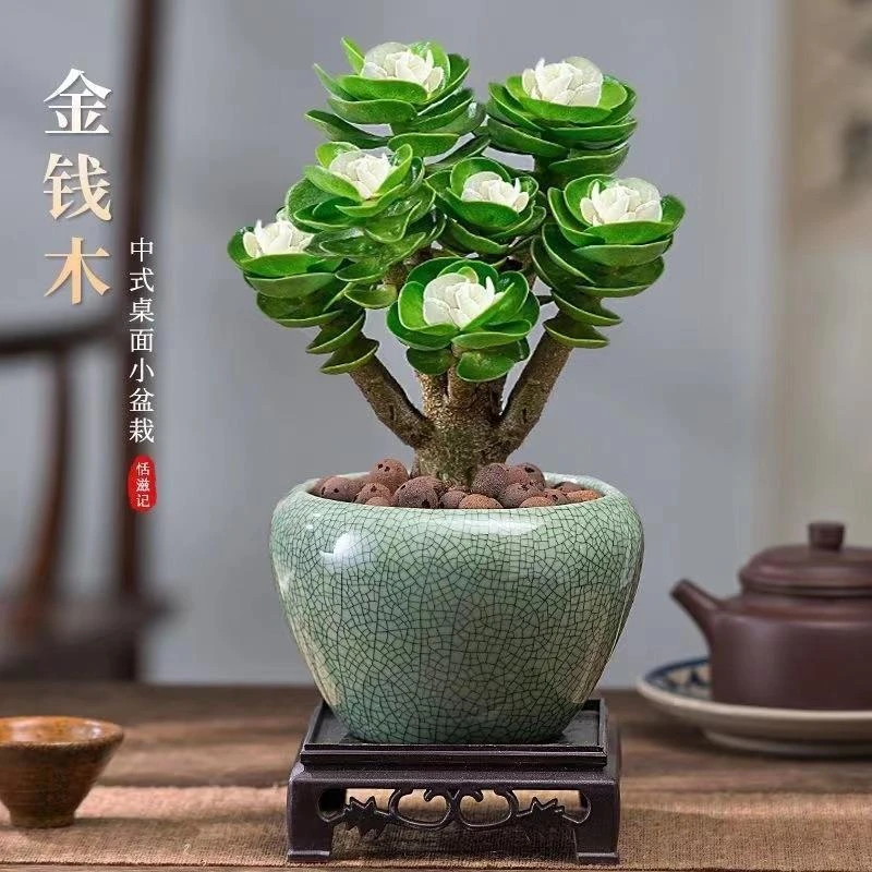 金钱木老桩多肉植物盆栽室内绿植花卉客厅桌面好养活懒人好养盆景