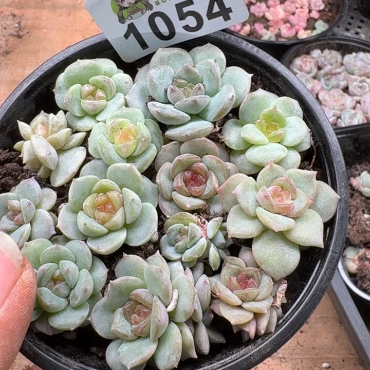 多肉植物多肉植物