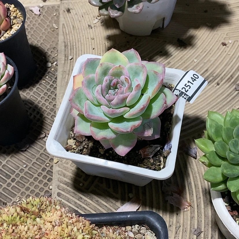 【闪购商品】邓*࿐泡芙25140