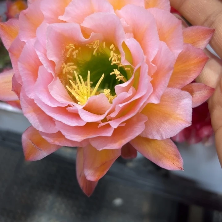 下41毛粉桃精灵歪无根侧芽5公分左右20包邮
