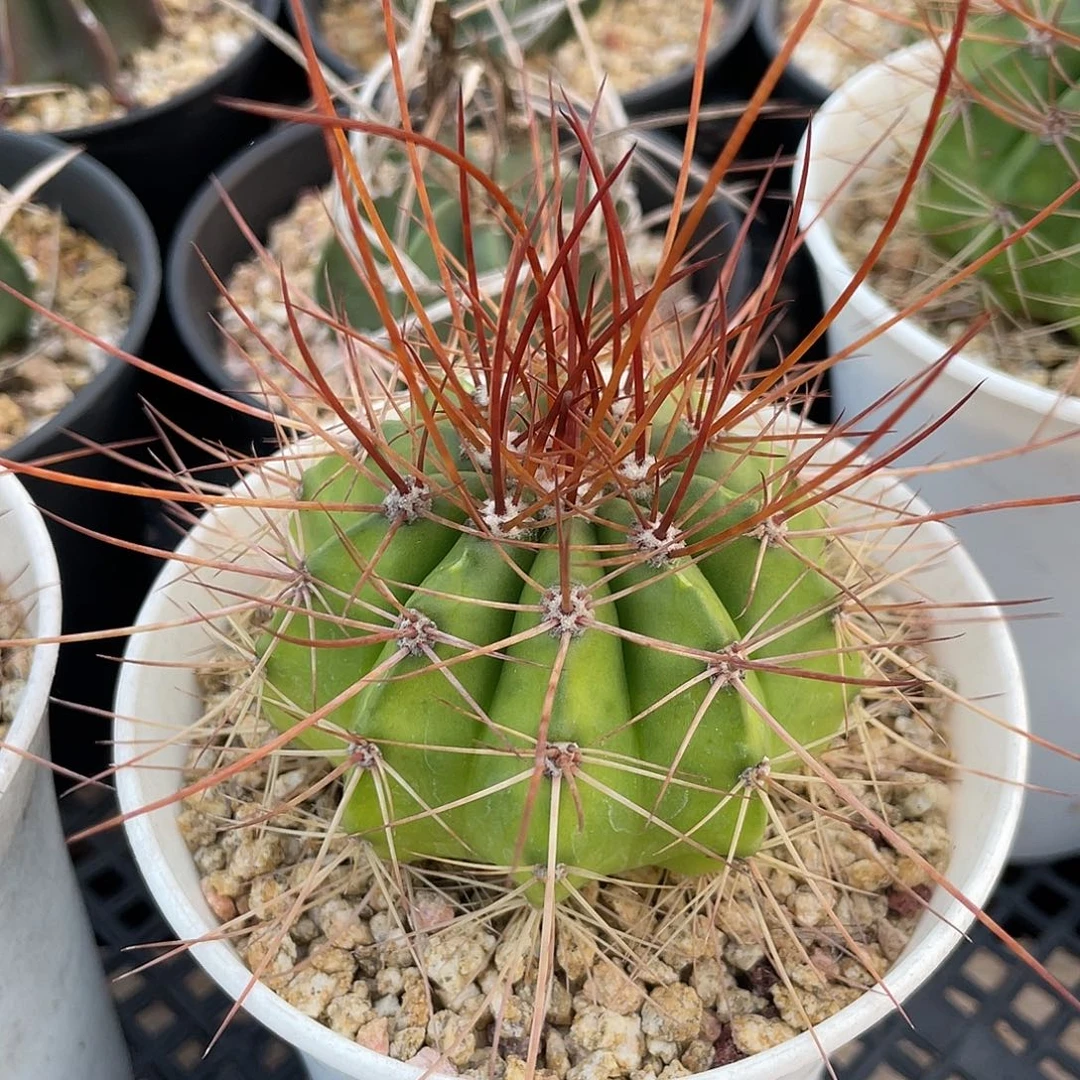 仙人球花座球属长刺赫云6.5厘米