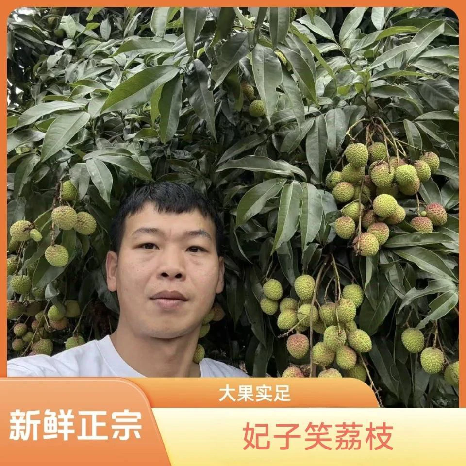 【30号预约配送】广东妃子笑荔枝！新鲜产地采摘！大果一整筐净重4.5斤！广东省