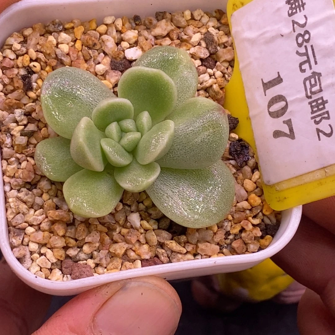 2107.开播福利冰玉石化满锦