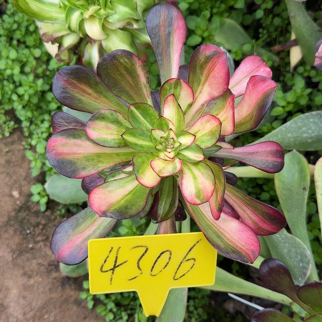 4306--花蝴蝶-3多头