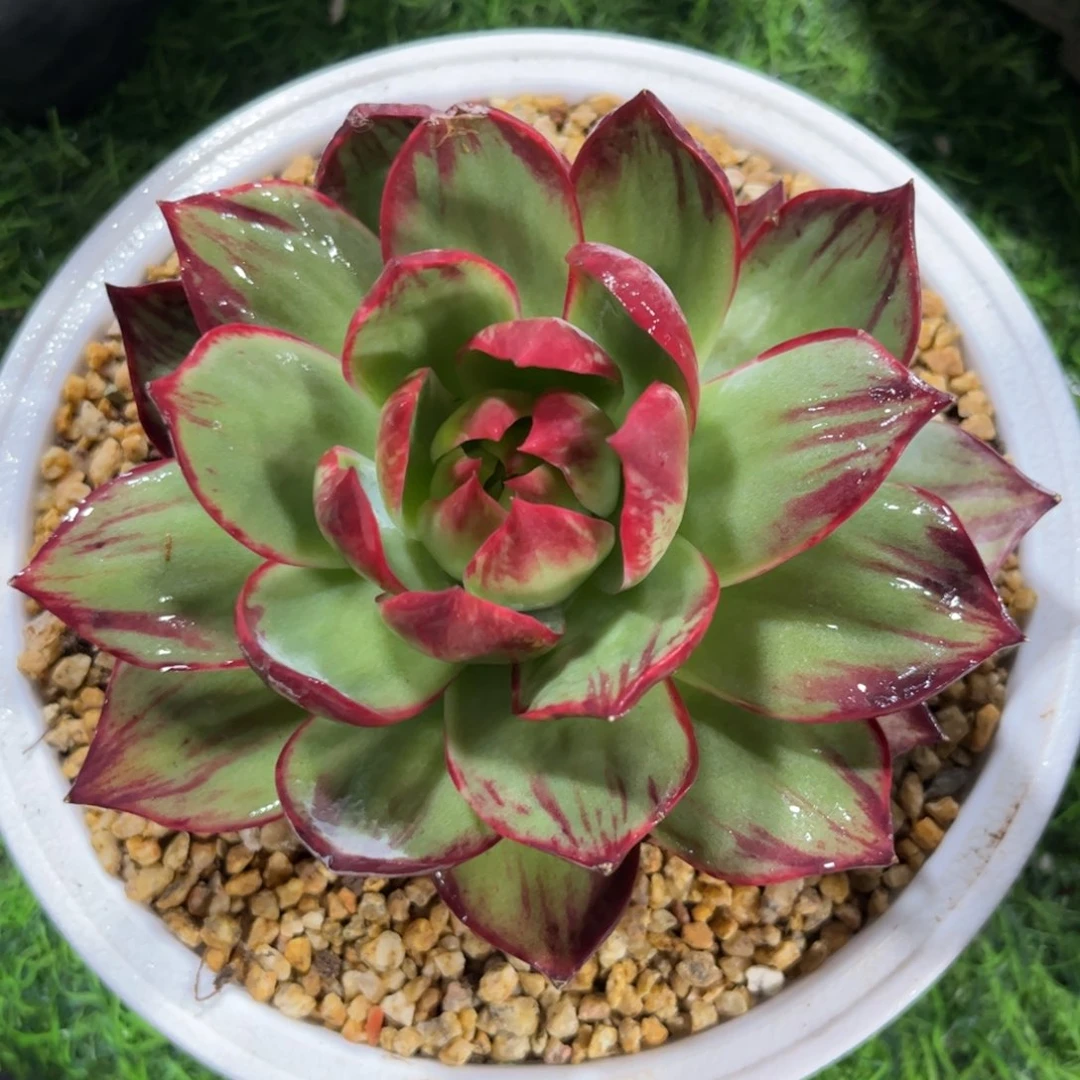 惊鸿仙子一物一拍