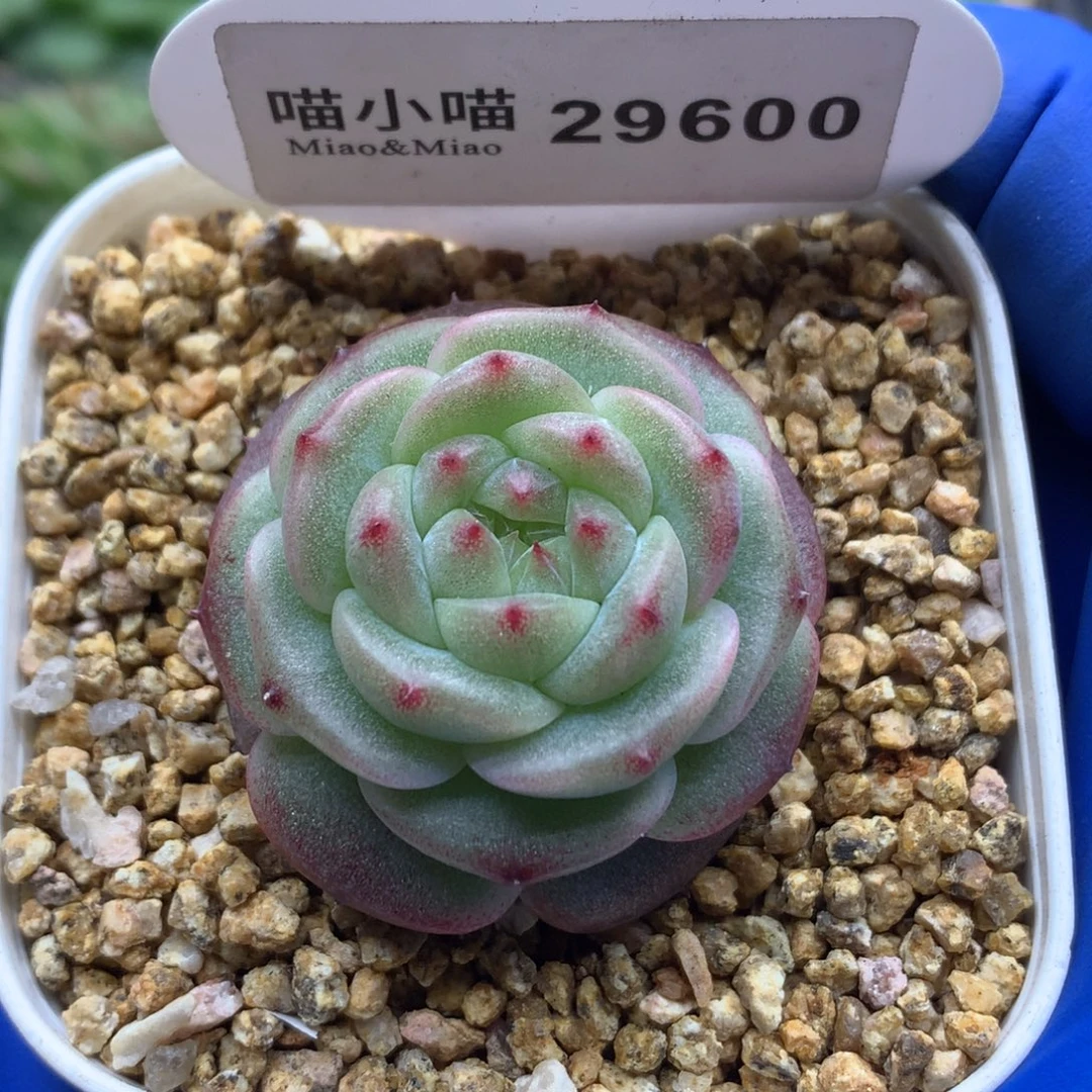 多肉植物杂交珍妮