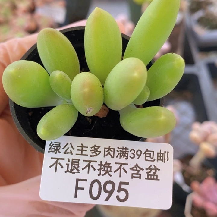 芒果奶095多肉植物