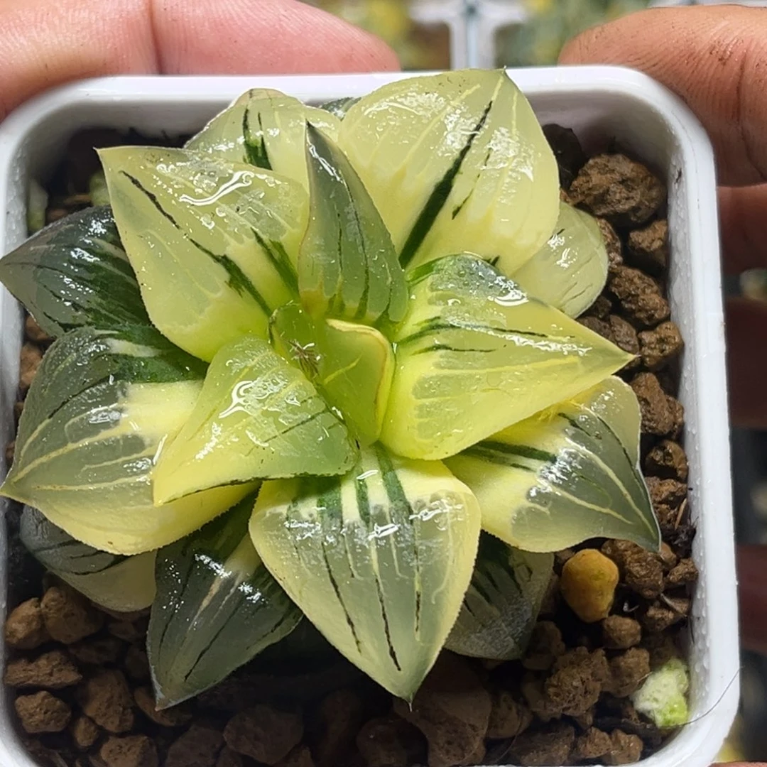 291巨大红纹寿锦头家多肉十二卷