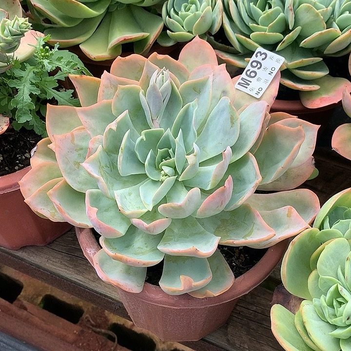 白玉兰大单头 多肉植物