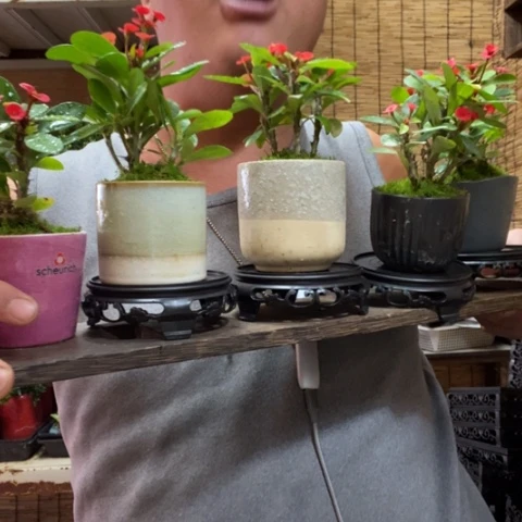 红陶圆托虎刺梅一盆器型随缘带盆发货