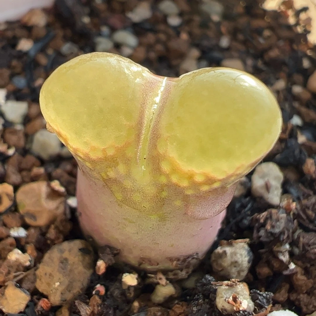 樱花多肉植物百科