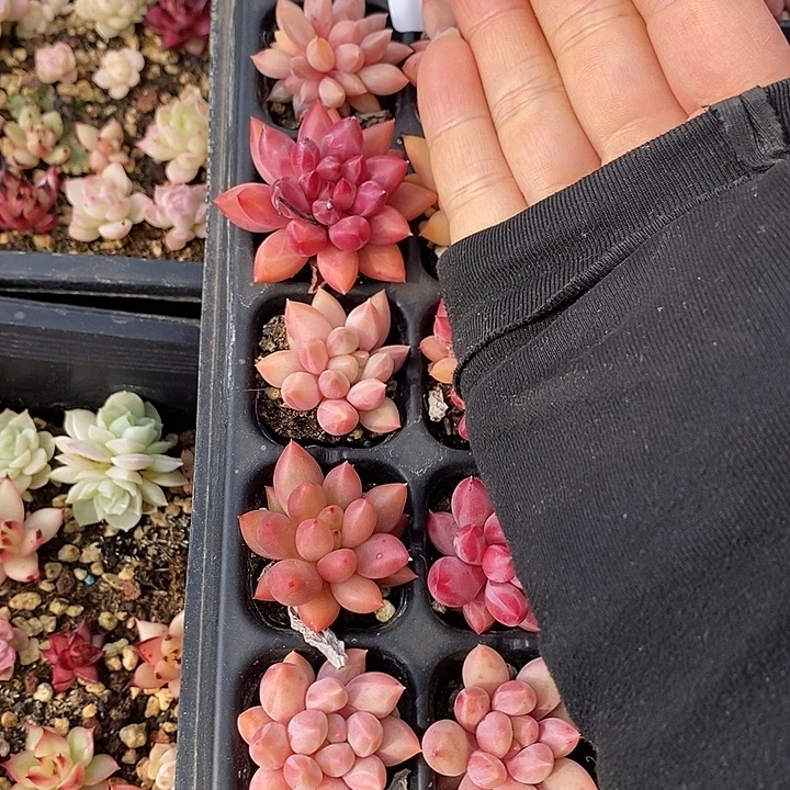 14 多肉植物盆栽花卉