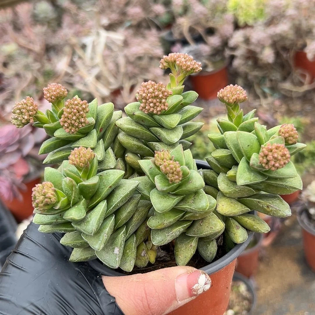 多肉植物神童开花