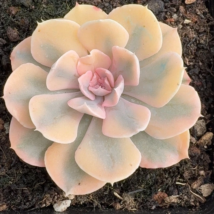 利比里亚一物一拍