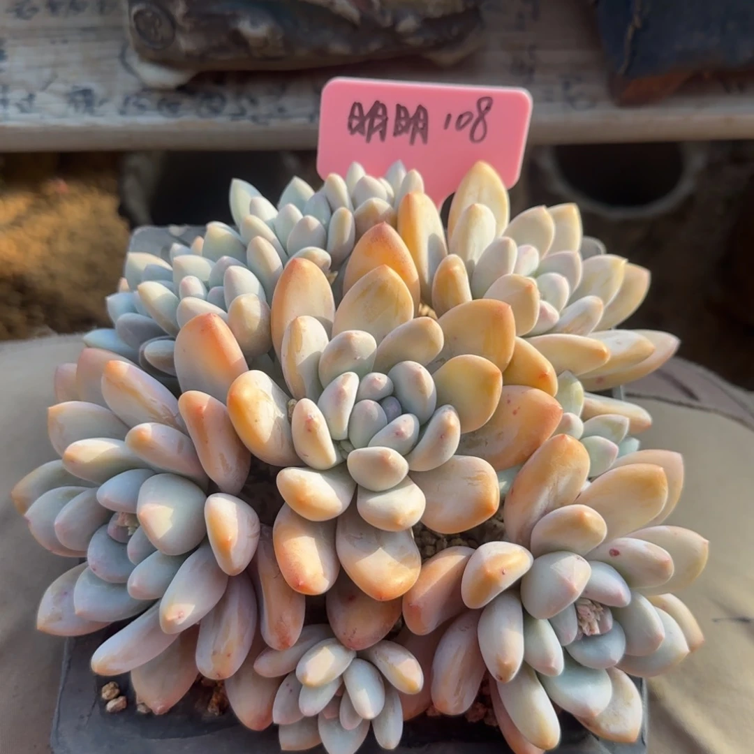 香水群老桩五十包邮