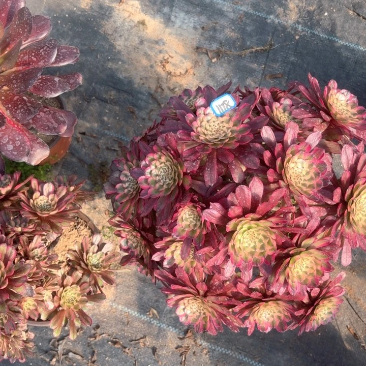 大*奥黛丽法师多肉1178