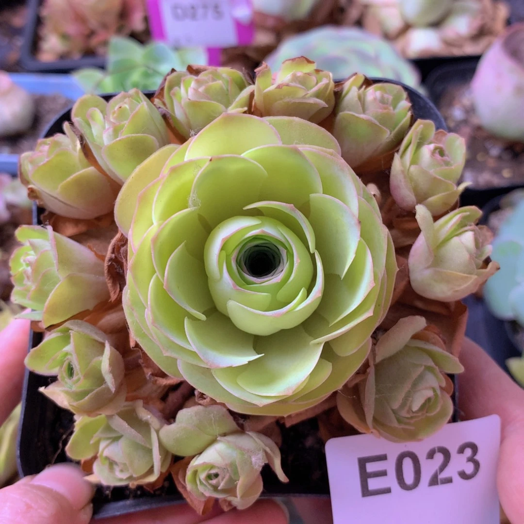 一物一拍星辰梓鸳733