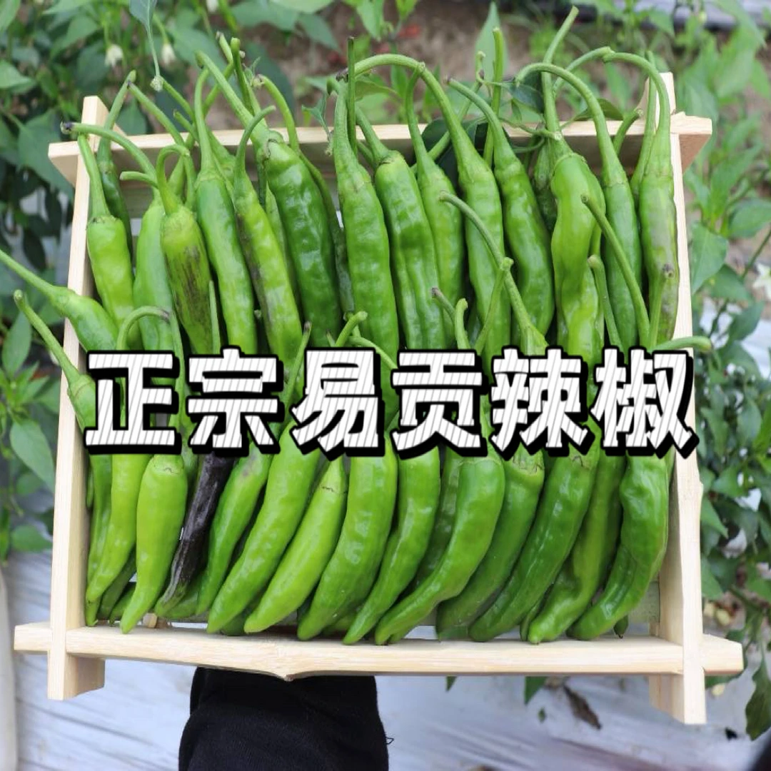 西藏林芝正宗易贡青椒薄皮辣椒室外