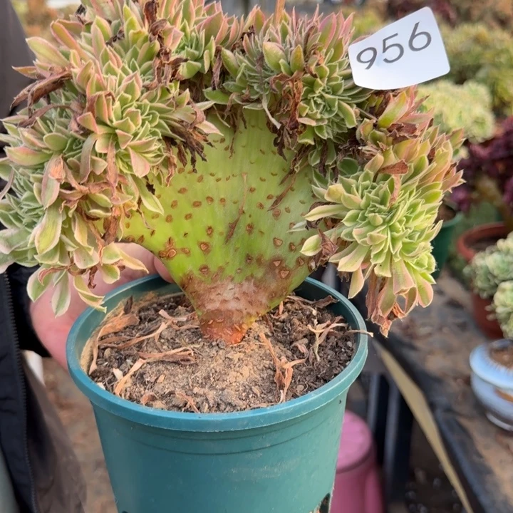 男神法师锦缀化956