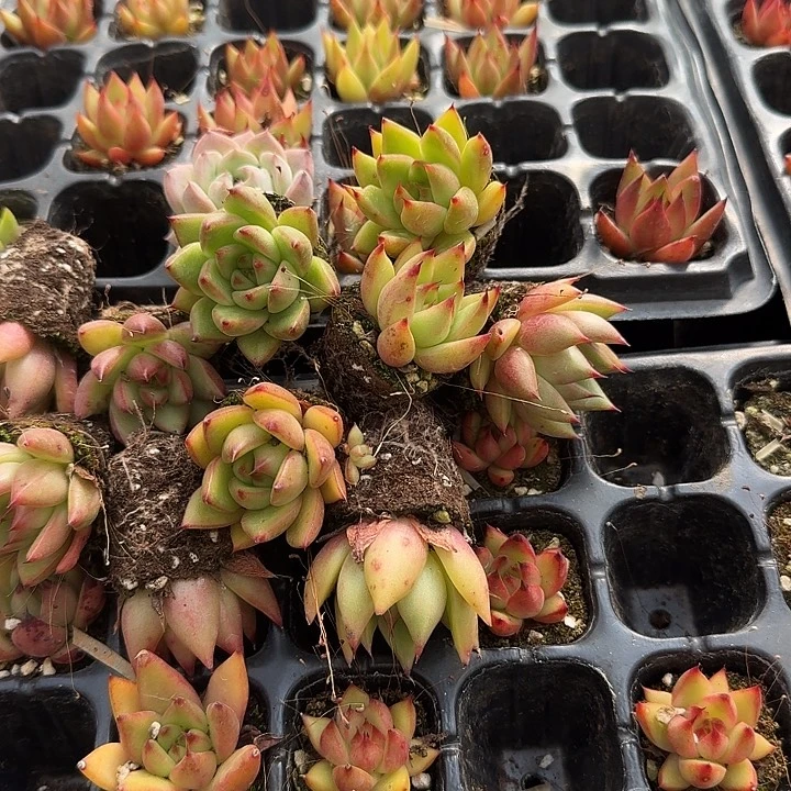 28-45韩国东云杂交十棵量拍左五