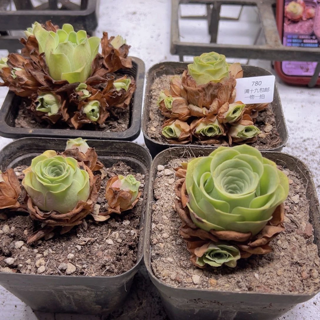 780 侧牙掉了不包损无售后