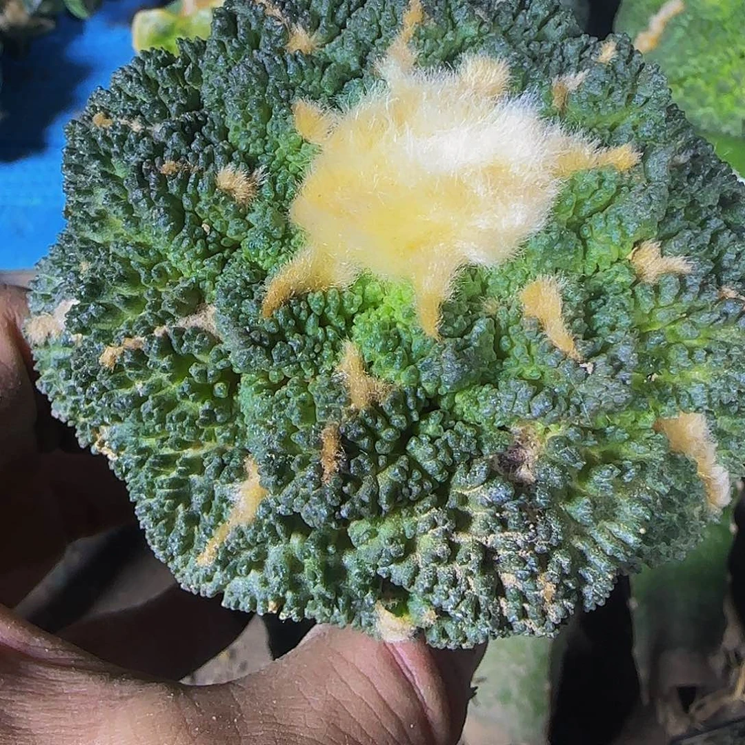 哥斯拉286仙人球开花