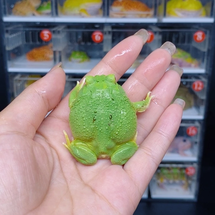 角蛙恭喜发财大吉大利