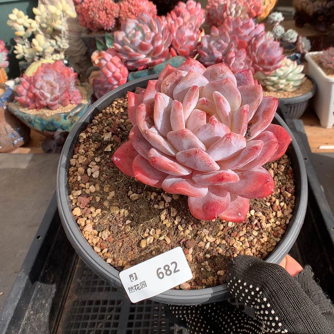 682雪天使多肉植物6666