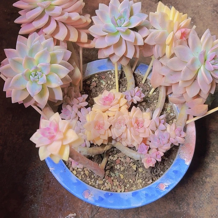 淡雪锦多肉植物福利