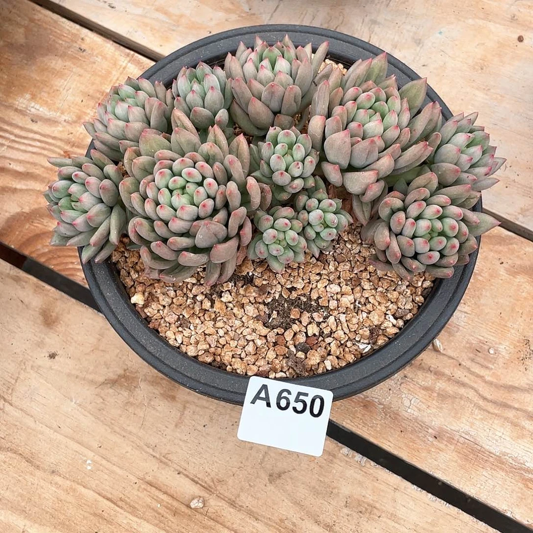 650多肉植物多肉植物